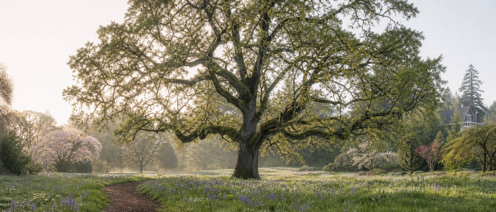 An Oregon white oak spreading over a spring meadow inspired by Bush's Pasture Park.